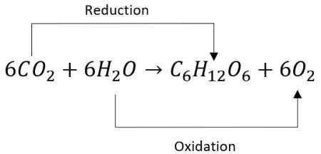 Photosynthesis Equation